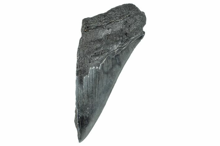 Partial Fossil Megalodon Tooth - South Carolina #277441